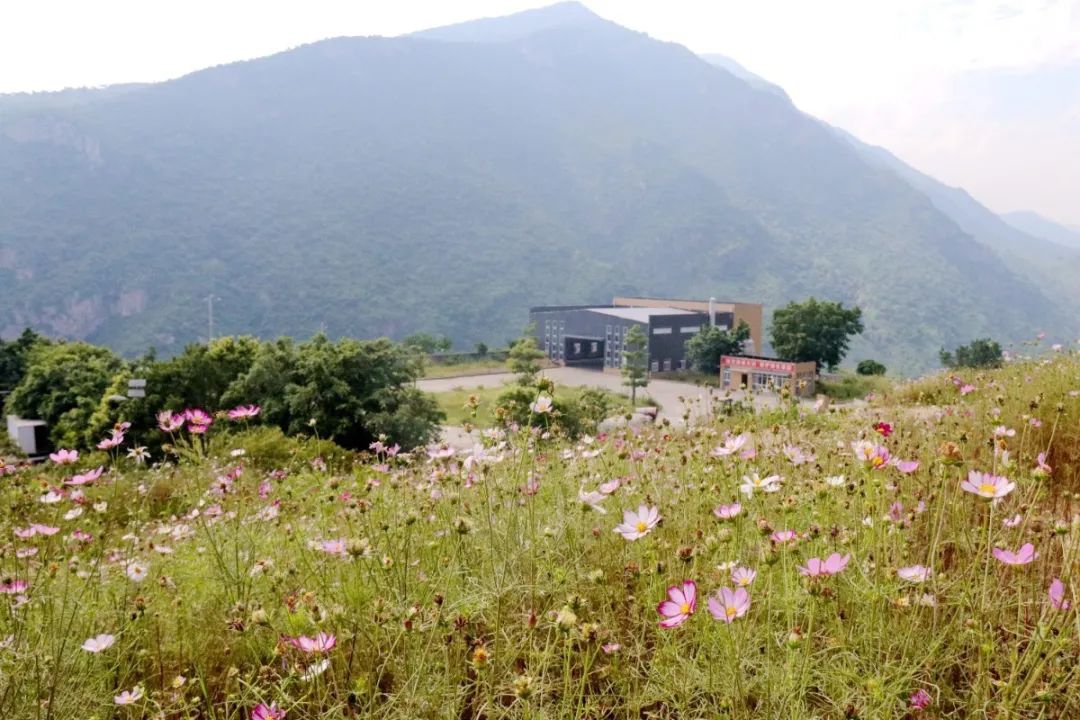 昔日“垃圾山”今朝“花海洋” 西區這個地方美出新高度 昔日“垃圾山”今朝“花海洋” 西區這個地方美出新高度