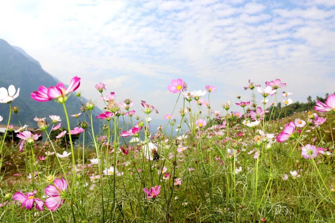 昔日“垃圾山”今朝“花海洋” 西區這個地方美出新高度 昔日“垃圾山”今朝“花海洋” 西區這個地方美出新高度