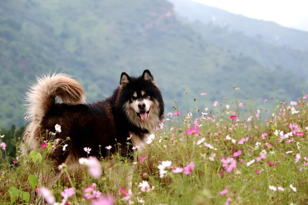 昔日“垃圾山”今朝“花海洋” 西區這個地方美出新高度 昔日“垃圾山”今朝“花海洋” 西區這個地方美出新高度