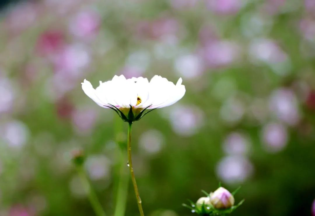 昔日“垃圾山”今朝“花海洋” 西區這個地方美出新高度 昔日“垃圾山”今朝“花海洋” 西區這個地方美出新高度
