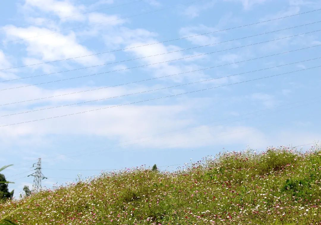 昔日“垃圾山”今朝“花海洋” 西區這個地方美出新高度 昔日“垃圾山”今朝“花海洋” 西區這個地方美出新高度